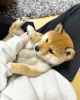 Photo №1. shiba inu - for sale in the city of Brno | negotiated | Announcement № 92912
