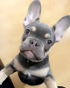 Additional photos: French Bulldog puppies for sale