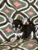 Photo №2 to announcement № 92859 for the sale of chihuahua - buy in Spain from nursery