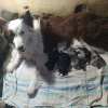 Photo №2 to announcement № 9746 for the sale of border collie - buy in Ukraine breeder