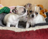 Photo №3. Awesome Chihuahua Babies ready now. United States
