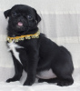 Photo №1. pug - for sale in the city of Kiev | 722$ | Announcement № 10387