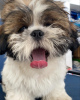 Photo №1. shih tzu - for sale in the city of Warsaw | 465$ | Announcement № 101127