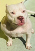 Photo №4. I will sell american bully in the city of Belgrade. breeder - price - negotiated