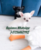 Photo №1. chihuahua - for sale in the city of Helsinki | 475$ | Announcement № 123808