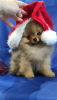 Photo №4. I will sell pomeranian in the city of Minsk. breeder - price - negotiated