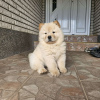 Photo №1. chow chow - for sale in the city of Belgrade | negotiated | Announcement № 110766