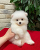 Photo №1. pomeranian - for sale in the city of Strasbourg | negotiated | Announcement № 19648