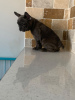 Photo №4. I will sell french bulldog in the city of Cologne. breeder - price - 402$