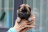 Additional photos: Eurasier puppies