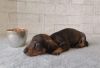 Photo №2 to announcement № 10428 for the sale of dachshund - buy in Russian Federation breeder