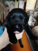 Photo №2 to announcement № 7981 for the sale of labrador retriever - buy in Russian Federation breeder