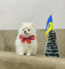Photo №3. Pomeranian puppy for sale! The girl is fully vaccinated.. Ukraine