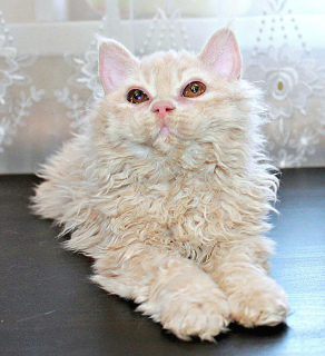 Photo №2 to announcement № 1873 for the sale of selkirk rex shorthair - buy in Russian Federation from nursery