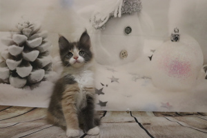 Photo №2 to announcement № 1636 for the sale of maine coon - buy in Russian Federation from nursery