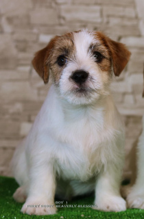 Photo №4. I will sell jack russell terrier in the city of Kiev. from nursery - price - 982$