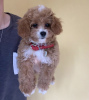 Photo №1. poodle (royal) - for sale in the city of New York | 500$ | Announcement № 103381
