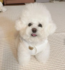 Photo №1. bichon frise - for sale in the city of Reykjavík | 528$ | Announcement № 99419
