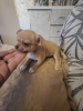 Additional photos: Female Chihuahua