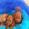 Photo №2 to announcement № 44530 for the sale of poodle (toy) - buy in Germany 