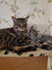 Photo №3. I sell kittens of the Savanahh breed. Estonia