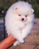 Photo №1. pomeranian - for sale in the city of Аугсбург | 380$ | Announcement № 119500