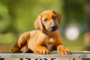 Photo №2 to announcement № 72846 for the sale of rhodesian ridgeback - buy in Belarus private announcement