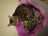 Photo №1. bengal cat - for sale in the city of Баку | negotiated | Announcement № 73553