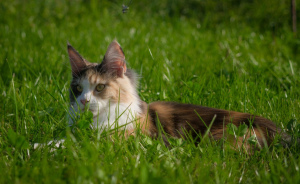 Photo №3. Maine coon cat. Belarus