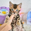 Photo №2 to announcement № 124261 for the sale of bengal cat - buy in Ireland 