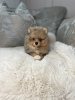 Additional photos: pomeranian