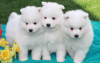 Photo №1. samoyed dog - for sale in the city of Kishinev | negotiated | Announcement № 124382