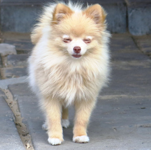 Photo №2 to announcement № 3991 for the sale of pomeranian - buy in Russian Federation from nursery