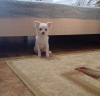 Additional photos: Chihuahua puppy (boy)