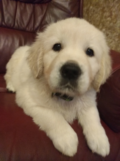 Photo №1. golden retriever - for sale in the city of Minsk | 474$ | Announcement № 2322