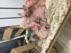 Photo №2 to announcement № 28538 for the sale of sphynx-katze - buy in Russian Federation breeder