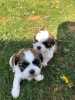 Photo №1. shih tzu - for sale in the city of Berlin | negotiated | Announcement № 18641