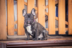 Photo №1. french bulldog - for sale in the city of Rybinsk | 387$ | Announcement № 5829