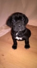 Photo №1. cane corso - for sale in the city of Аугсбург | 317$ | Announcement № 70887