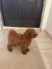 Photo №2 to announcement № 94223 for the sale of poodle (toy) - buy in Serbia breeder