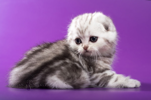 Photo №2 to announcement № 5072 for the sale of scottish fold - buy in Belarus from nursery