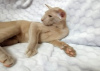 Photo №3. Oriental kittens. Russian Federation
