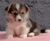 Additional photos: Pembroke Welsh Corgi puppies