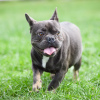 Photo №2 to announcement № 11920 for the sale of french bulldog - buy in Russian Federation from nursery
