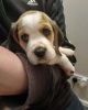 Photo №1. beagle - for sale in the city of Berlin | 370$ | Announcement № 116806