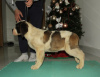 Additional photos: Saint Bernard puppies