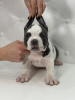 Photo №2 to announcement № 87944 for the sale of american bully - buy in Moldova breeder