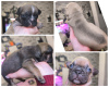 Photo №3. french bulldog puppies. Russian Federation