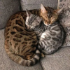 Photo №1. bengal cat - for sale in the city of Buenos Aires Chico | Is free | Announcement № 111723