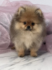 Photo №1. pomeranian - for sale in the city of Сомбор | negotiated | Announcement № 118943